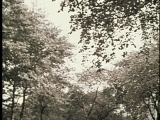 preview clip thumb