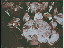 Thumbnail 33