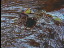Thumbnail 36
