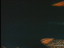 Thumbnail 23