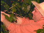 Thumbnail 34