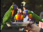 Thumbnail 41