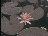 Thumbnail 33