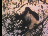 Thumbnail 20