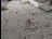 Thumbnail 27