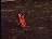 Thumbnail 93