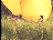 Thumbnail 47