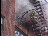 Thumbnail 46