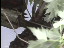 Thumbnail 57