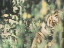 Thumbnail 22