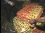 Thumbnail 42