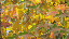 Thumbnail 18