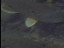 Thumbnail 21