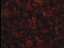 Thumbnail 28