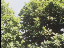 Thumbnail 61