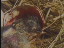 Thumbnail 35