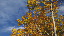 Thumbnail 39