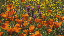 Thumbnail 21