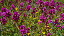 Thumbnail 27