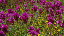 Thumbnail 28