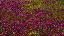 Thumbnail 33