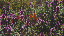 Thumbnail 35