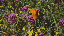 Thumbnail 38