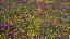 Thumbnail 39