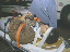 Thumbnail 54