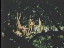 Thumbnail 81