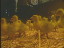 Thumbnail 16