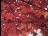 Thumbnail 28