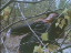 Thumbnail 83