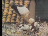 Thumbnail 22