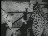 Thumbnail 31